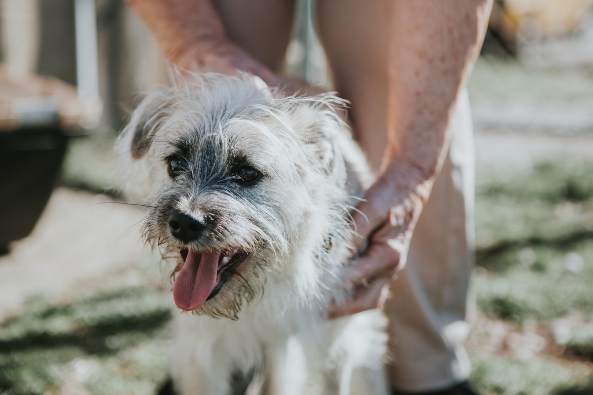 A New Hope Animal Rescue Saves Stray After Being Hit by a Car