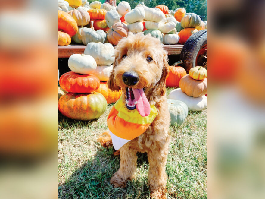 The Ultimate Fall Activities for Your Dog